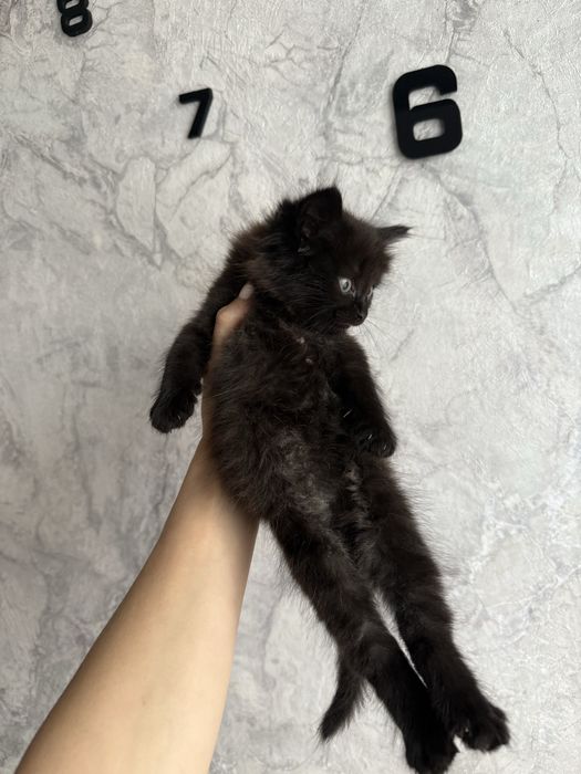 отдам котенка красивую девочку