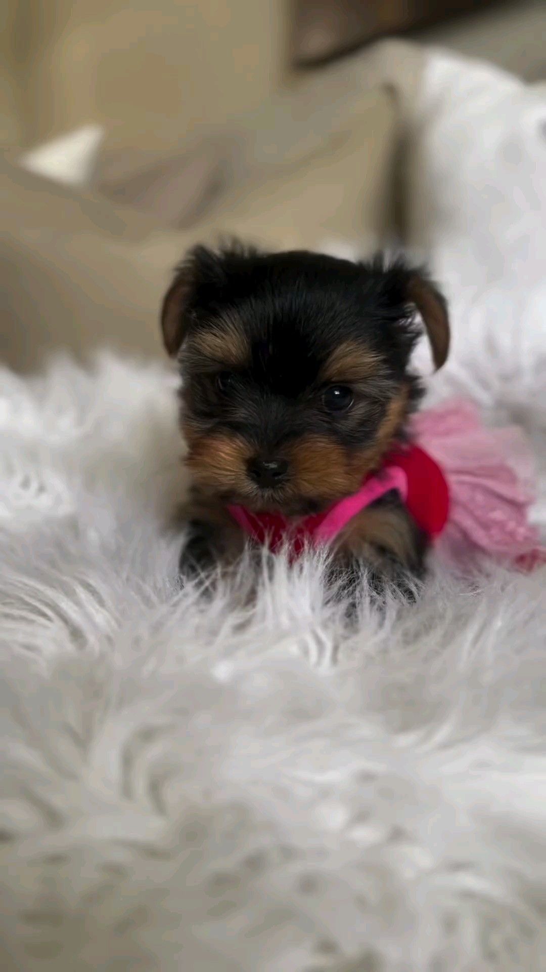 Yorkshire terrier talie mica