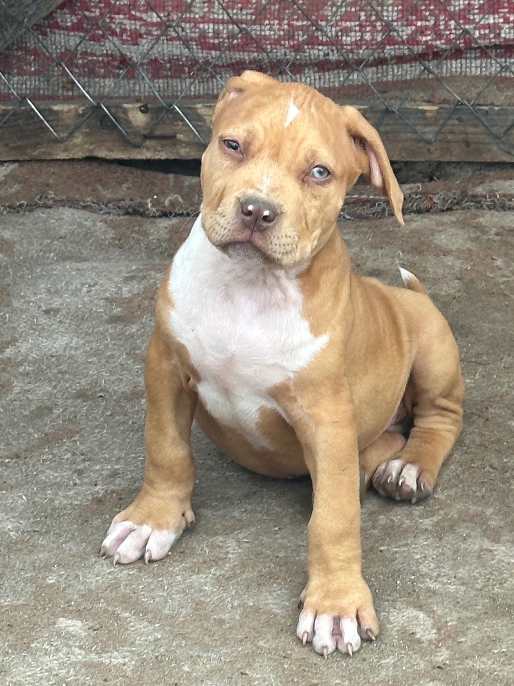 American bully xl mascul