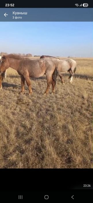 Полутяж    Тай сатамыз