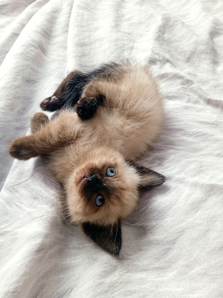 Продаем  2 месячных котят