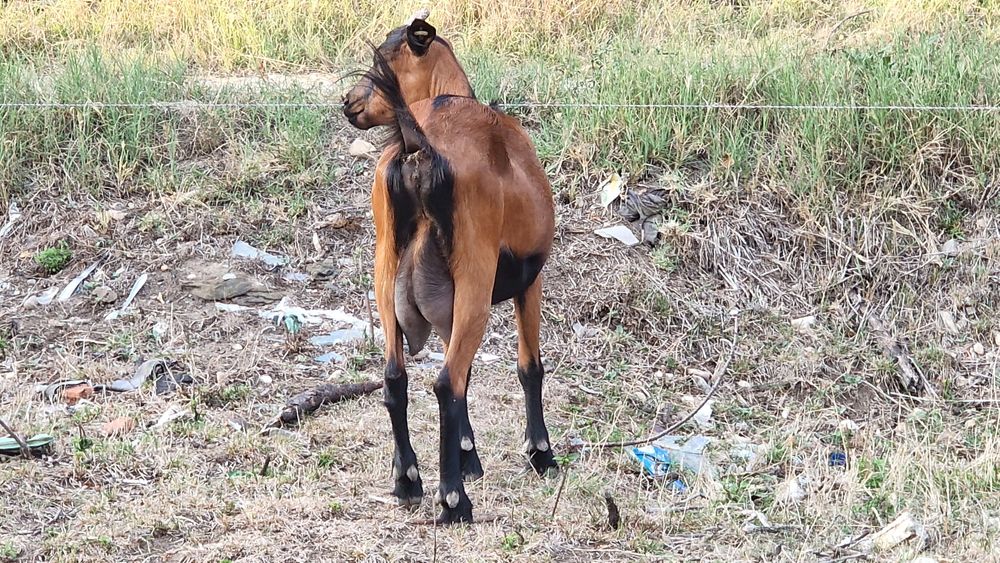 5 Capre Alpin Francez cu origine, montate, foarte bune de lapte