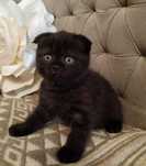 Pisoiaș culoare ciocolată-neagră, Scottish Fold. Pedigree