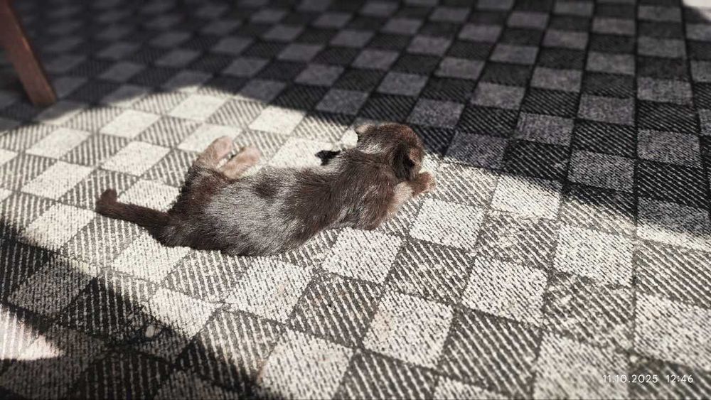 Котик Британский вислоухий девочка, приучена к лотку