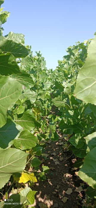 продава тополови фиданки