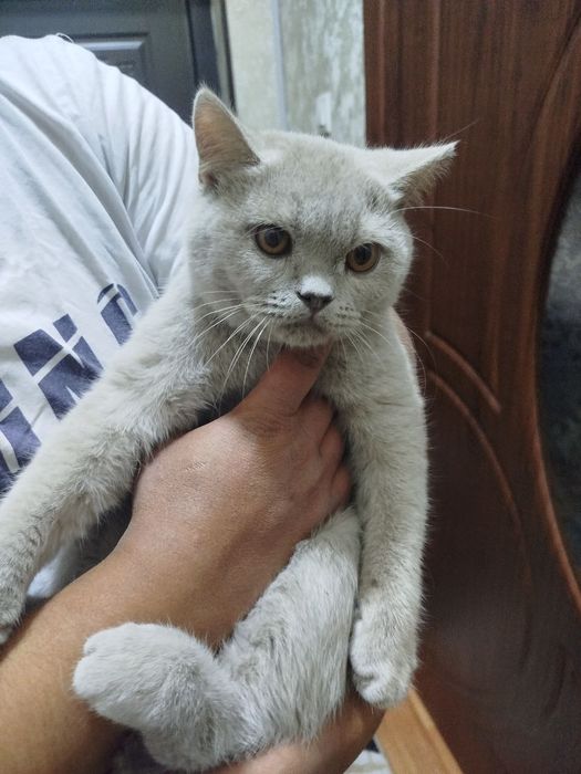 Скоттиш страйт лиловий