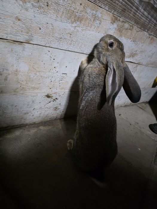 Iepure urias gri german