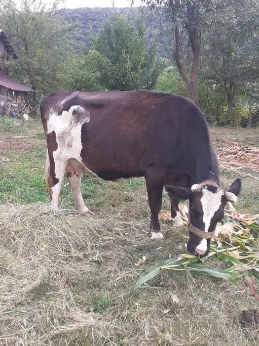 Vând vaca de lapte