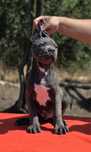 Mascul cane corso