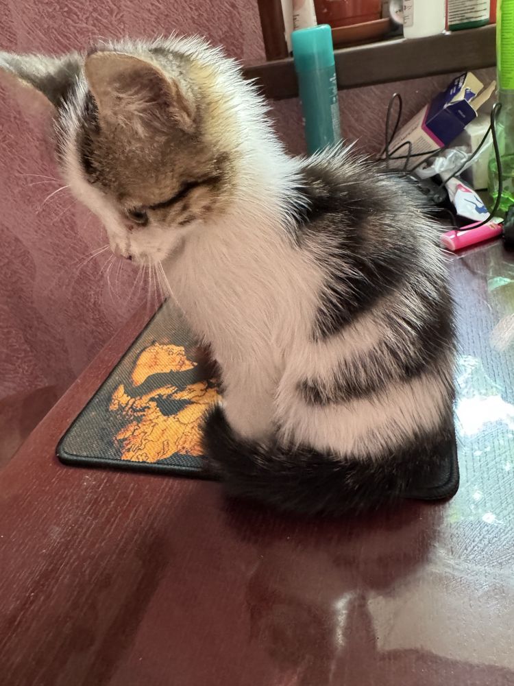 Котёнок девочка 1,5 месяца