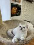 British shorthair black silver shadedpoint ns1133