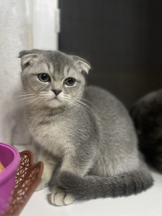 Sotuvda fold qizcha 1.5mln  Urganchda