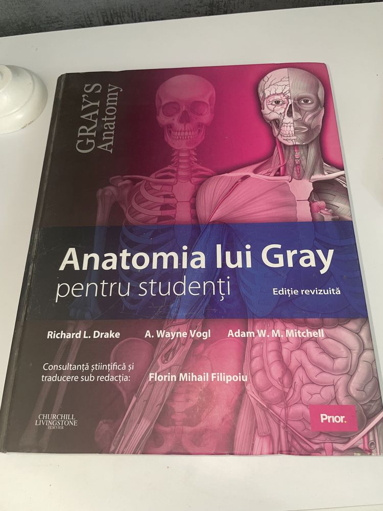 Anatomia lui Grey