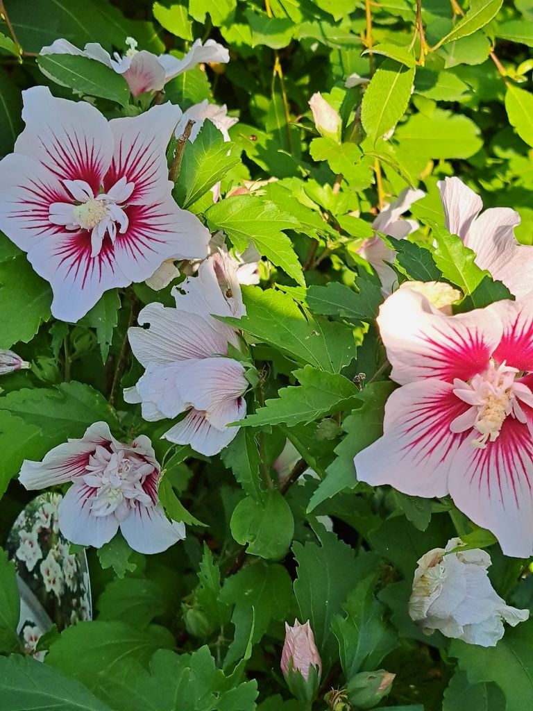 Hibiscus altoit 50 70 cm