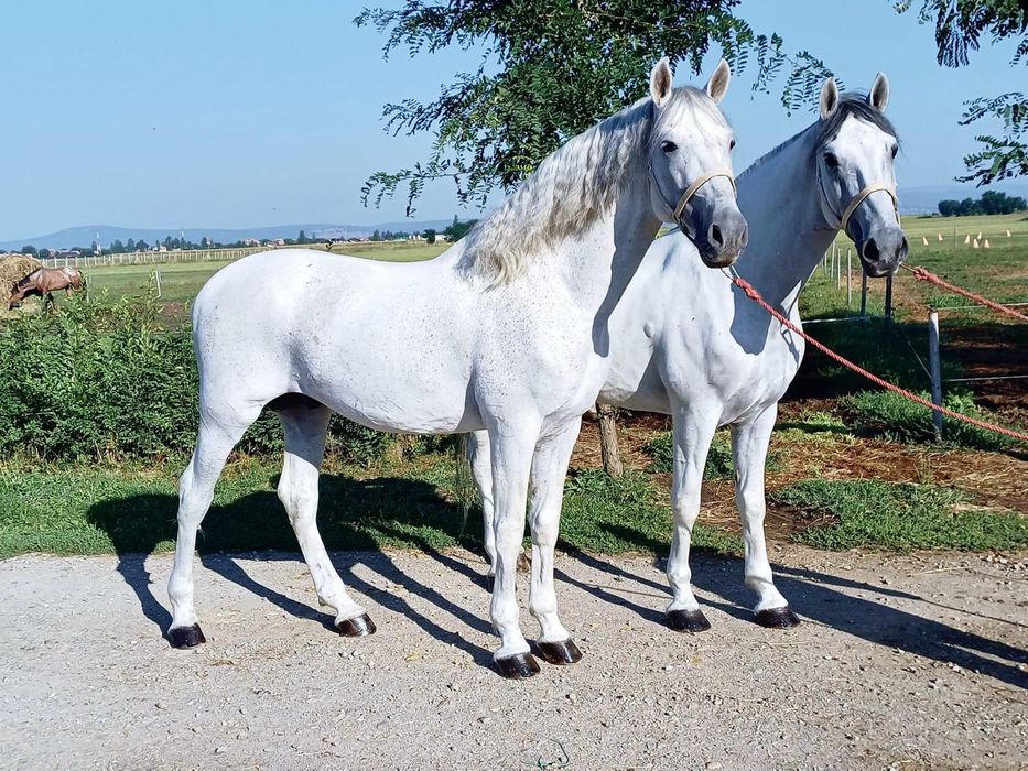 Vand armasar Lusitano