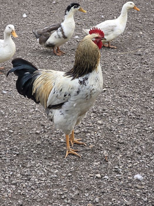 Vând Cocoși frumoși.