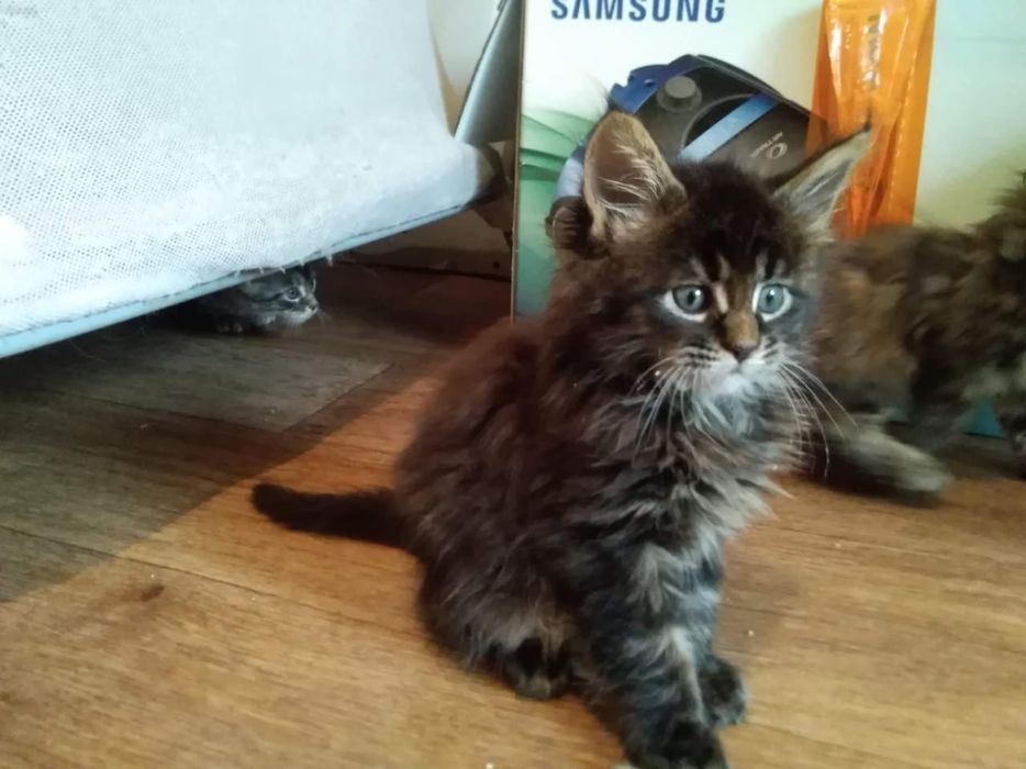 Продаю котят мкйнкун