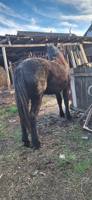 Manz castrat negru corb