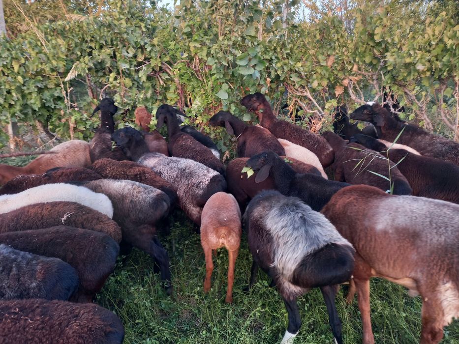 Хисори бугуз куйлар сотилади