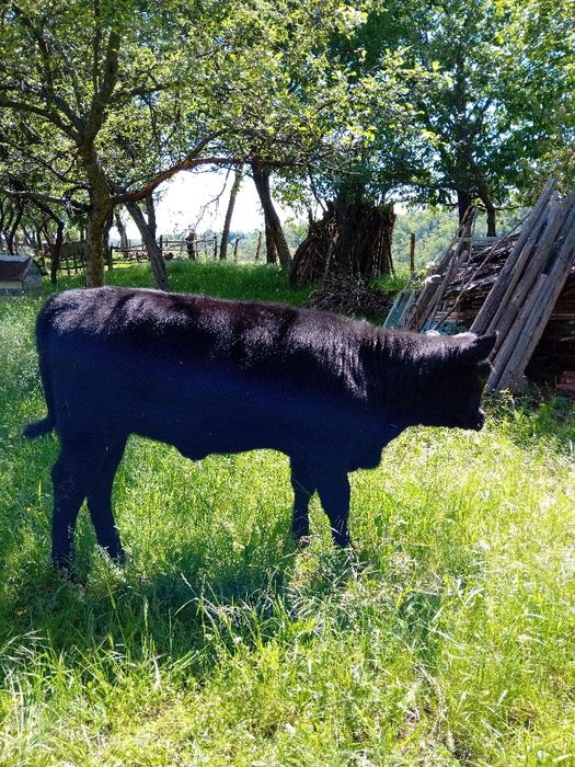 Vitea Angus vârsta 4 luni