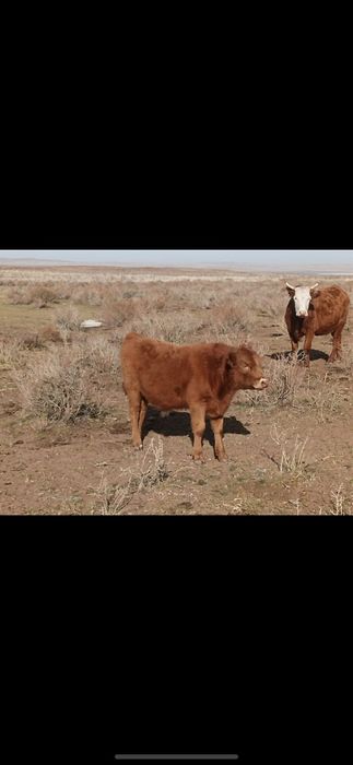 Еркек бұзау,торпақ сатылады