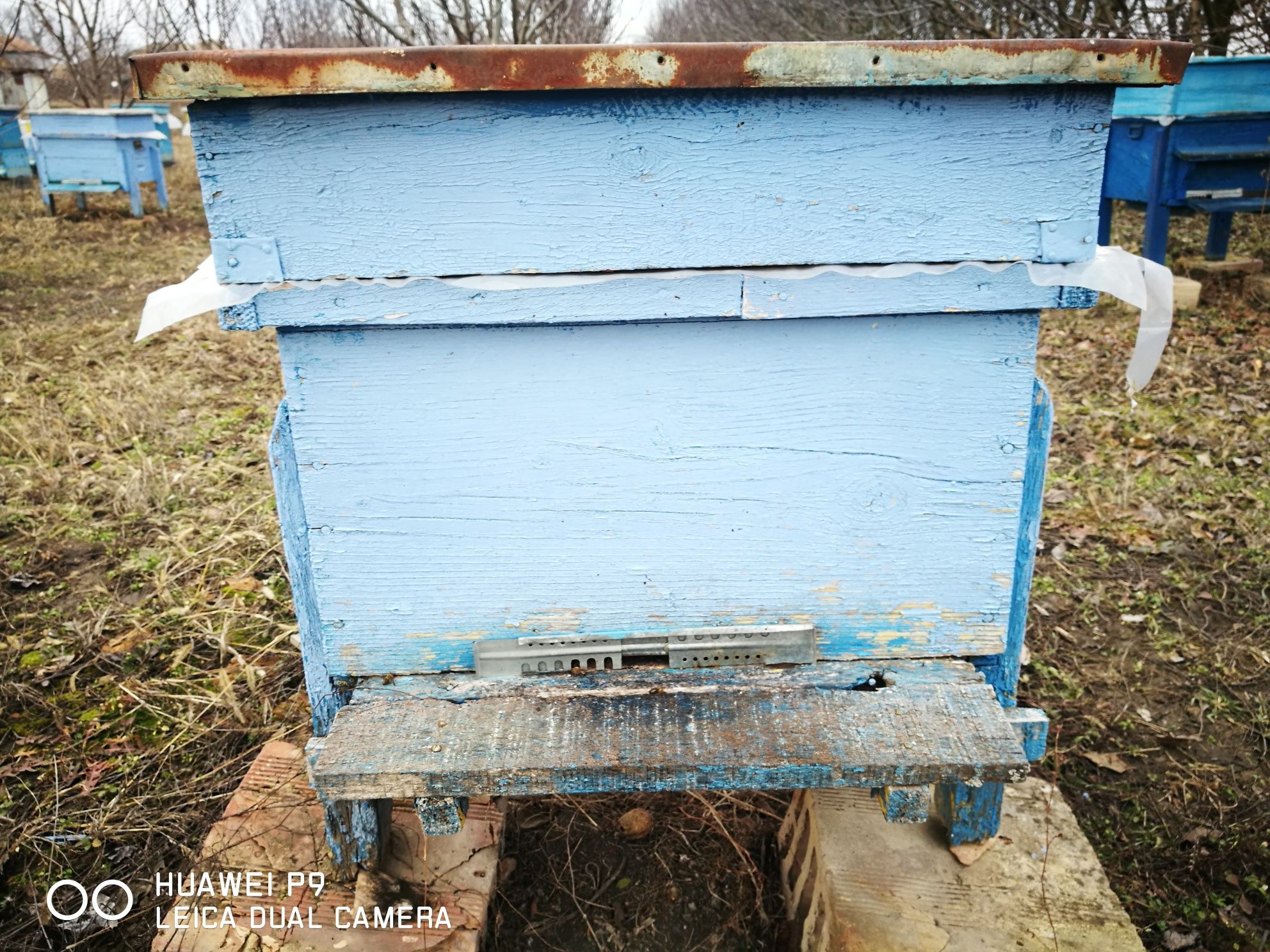 Пчелни кошери дадан блат