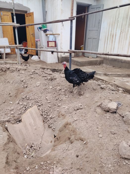 Индека товук ўрдак