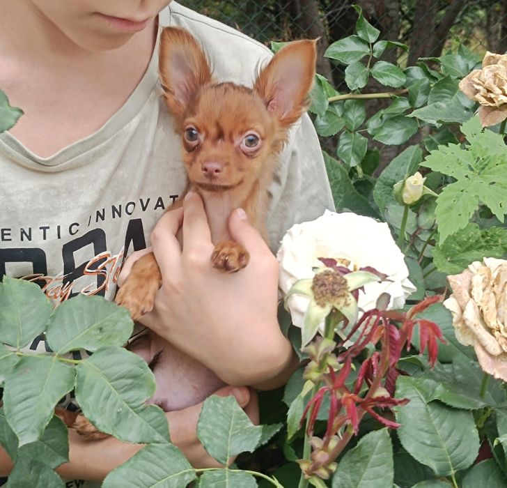 Щенок Русского Тоя.