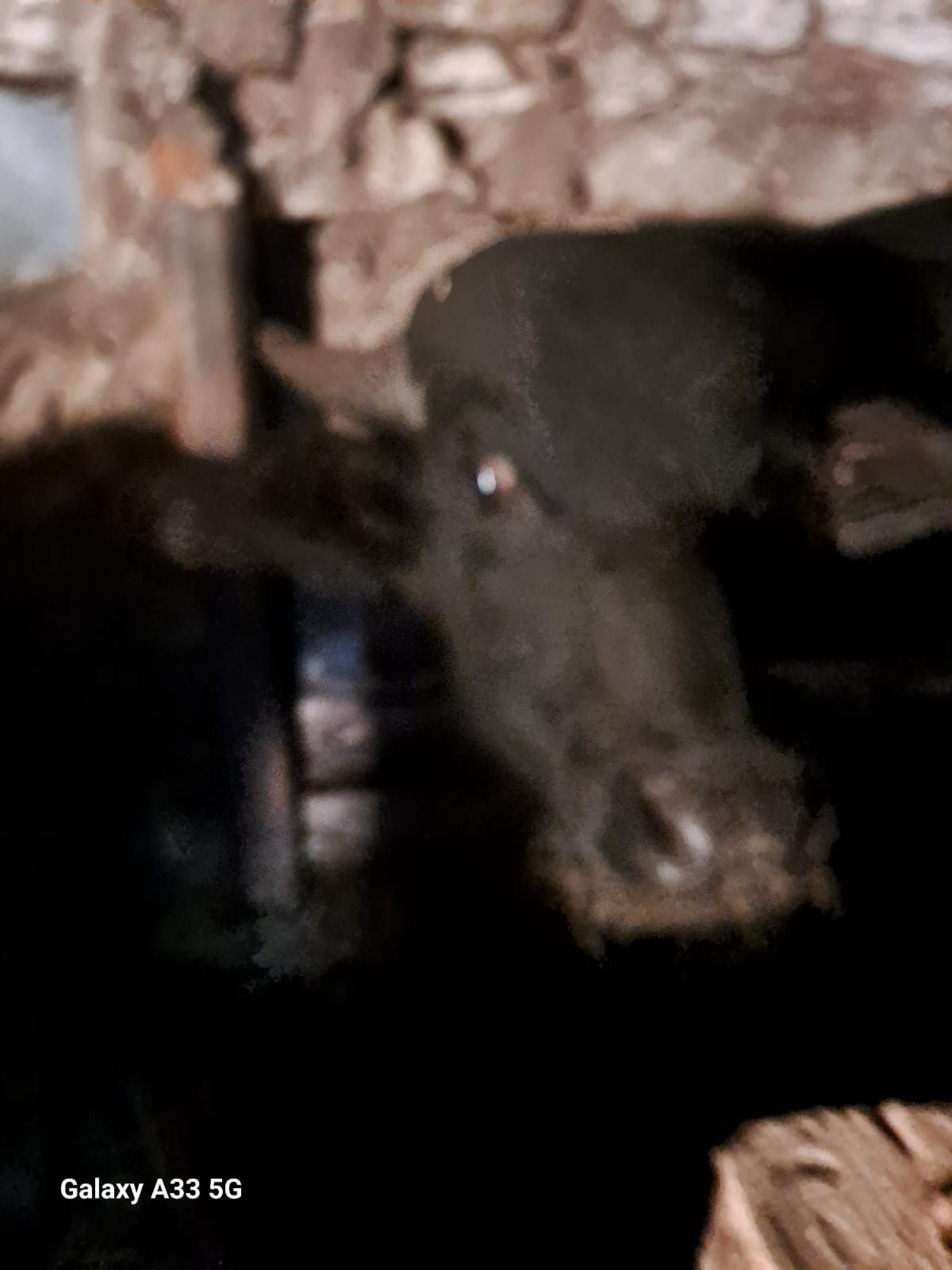 Vand bivoli la prima fatare