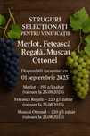 Vând struguri pentru vinificație – Merlot, Fetească Regală, Ottonel