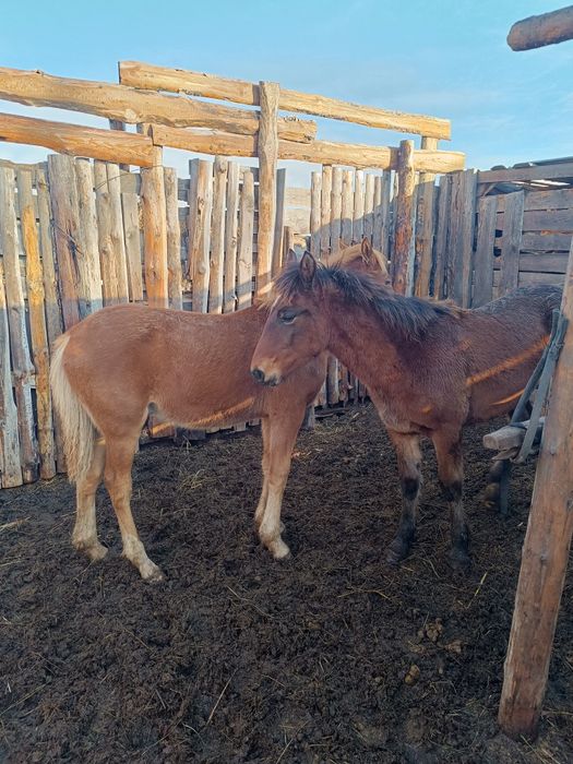 Продам жеребят мальчики