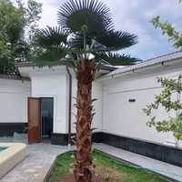 Искусственная пальма 4,3 размер китай  60кг широкий ассортимент