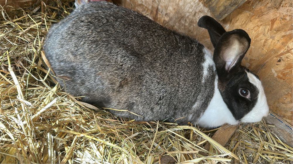 Vand iepuri de diferite marimi