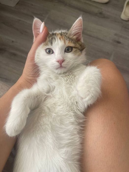 Котёнок даром в добрые руки
