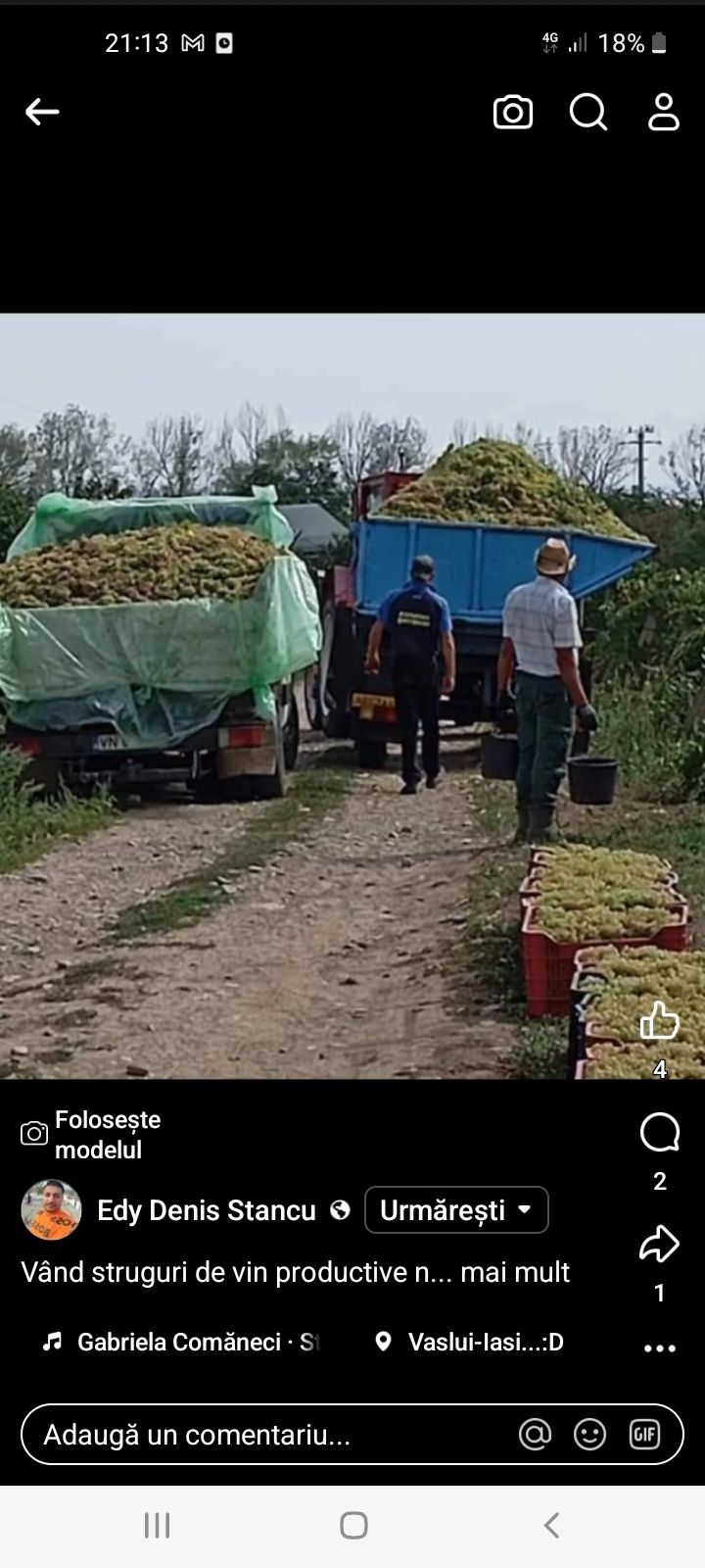Vând struguri de vin toate soiurile cu transport la domiciliu clientul
