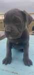 Cane Corso femelă – 6 săpt., carnet sănătate, pedigree, vaccianata