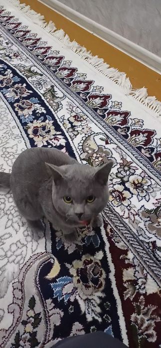 Mushuk britiancky kalta sochli