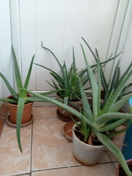 Алоэ вера комнатное растения