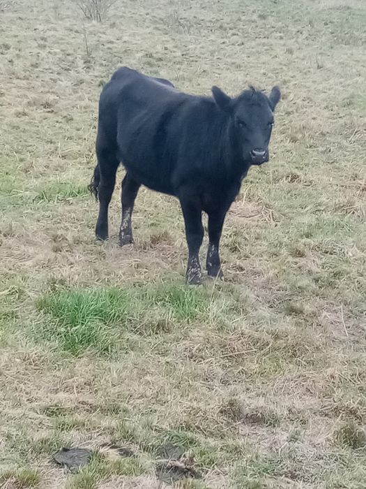 Vand vitea angus 1 an