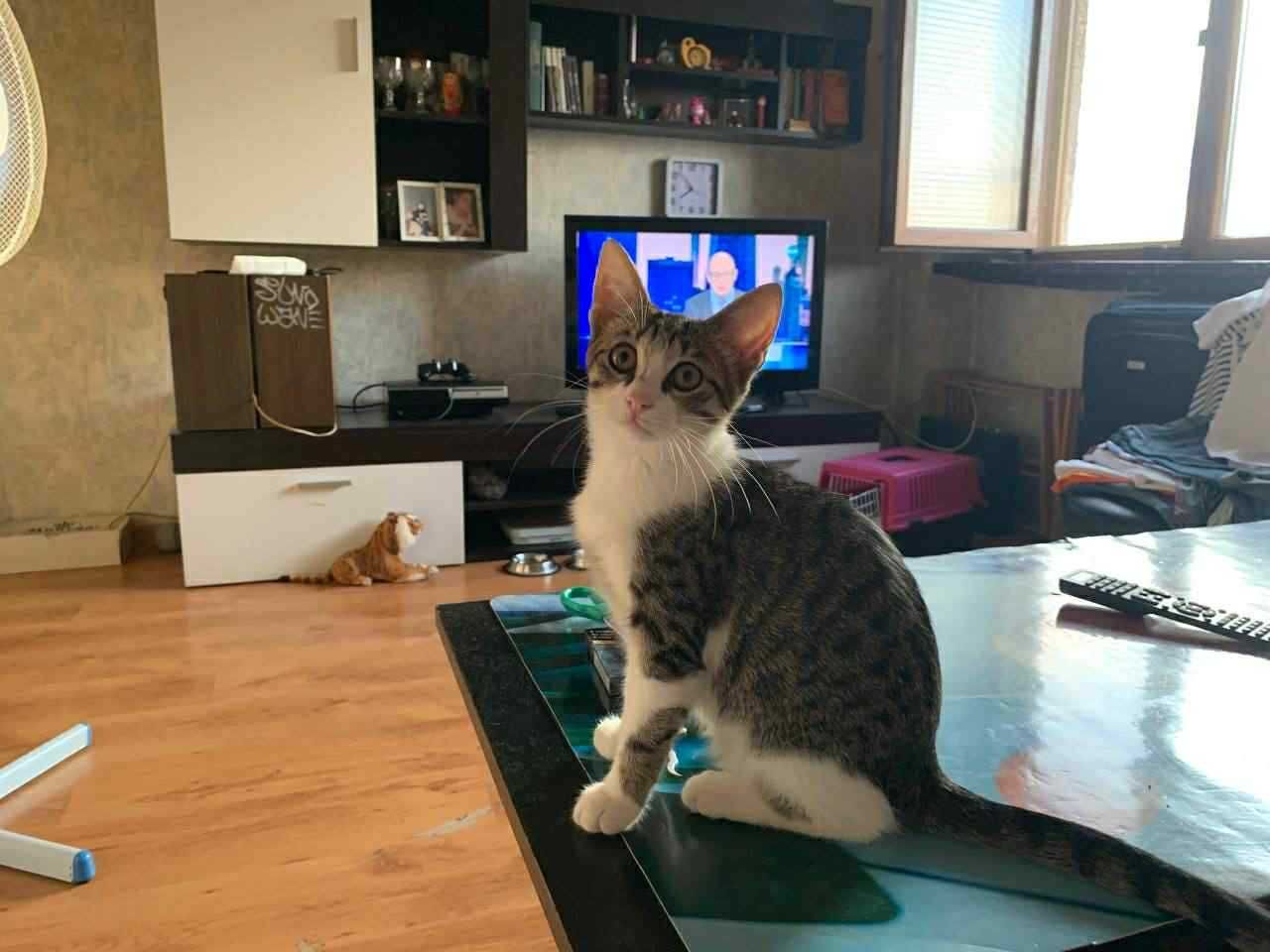 Малко Бебе - Коте