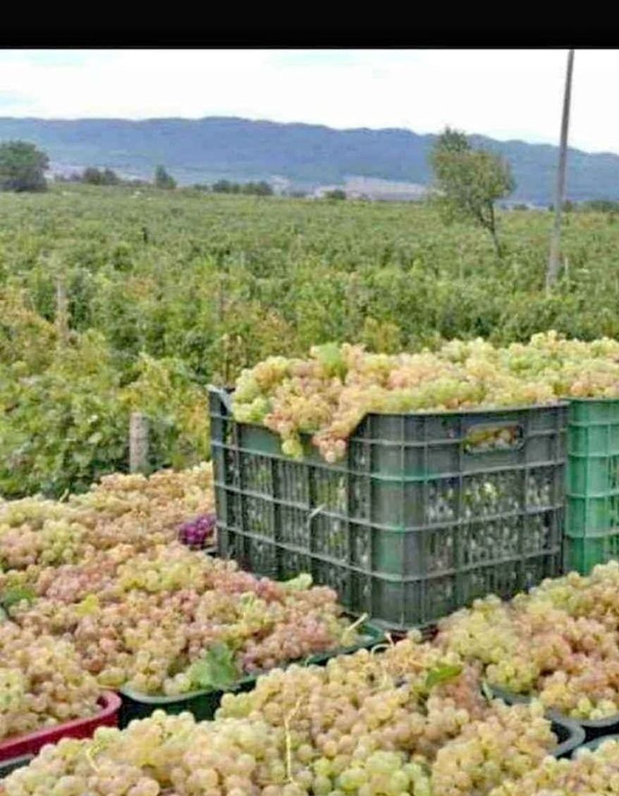 struguri de vin mai multe detalii la avem următoarele soiuri