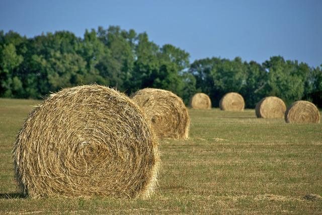 Продам сено в рулонах