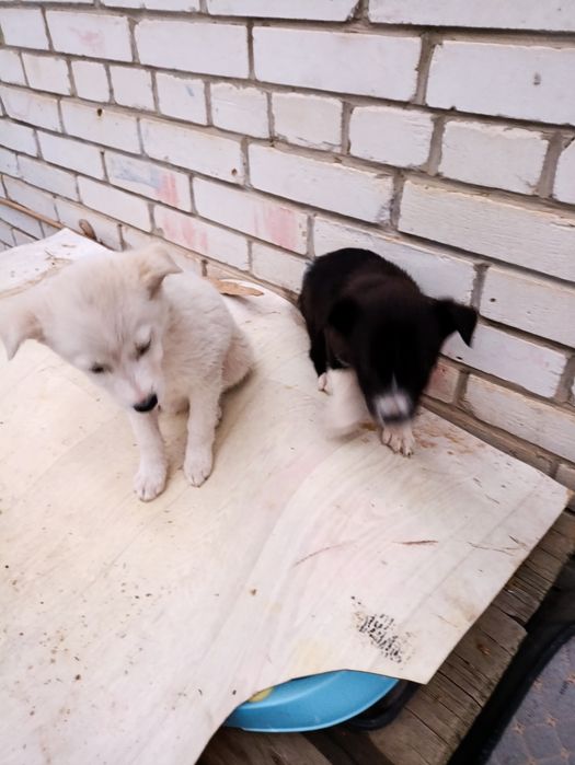 Отдам щенков с доставкой