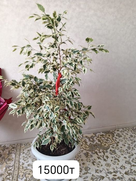 Продам домашний цветы