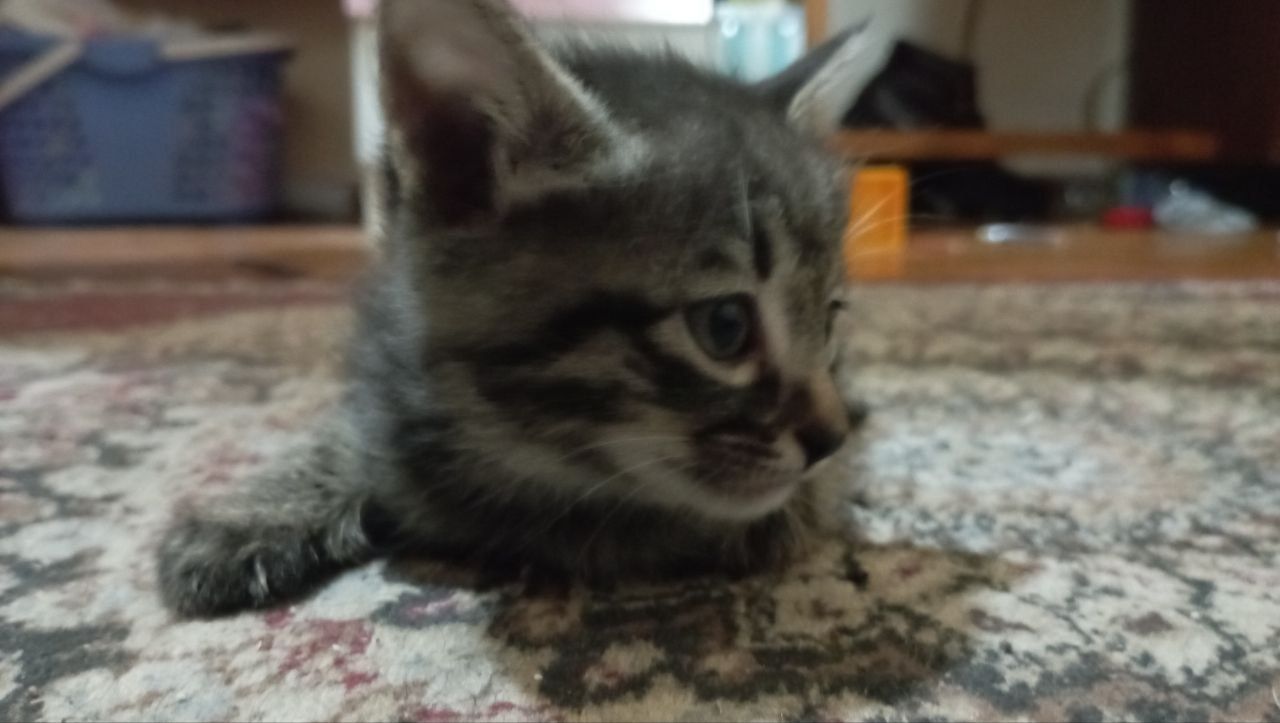 Котята, отдам в хорошие руки