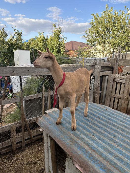 Ұрғашы альпи шыбыш