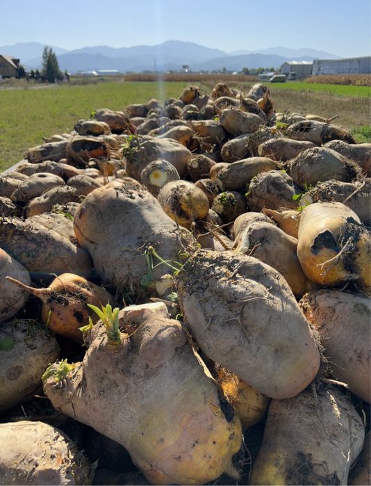 Vând sfeclă furajeră