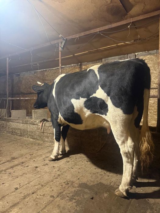 Сиыр сатылады 4 жасар