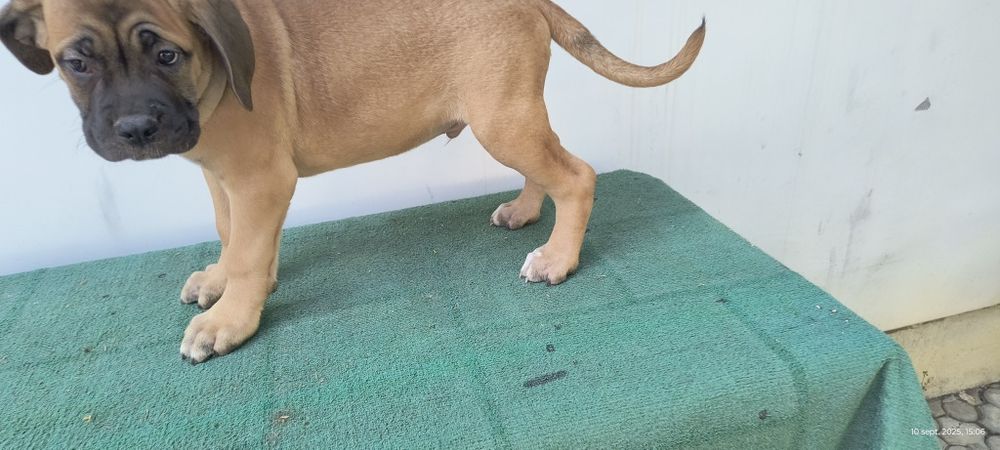 Mascul Cane Corso Italiano