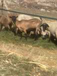 Capra alpin francez cu ieduta